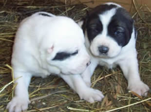 CUCCIOLI PASTORE DELL'ASIA CENTRALE