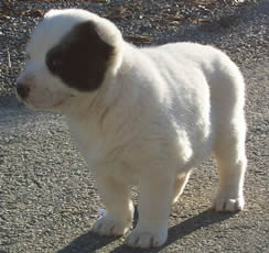 CUCCIOLO DI PASTORE DELL'ASIA CENTRALE