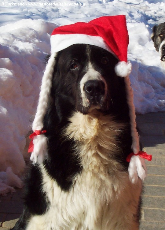 Auguri A Tutti Di Buon Anno Cani Da Guardia Pastore Dell Asia Centrale Cane Da Guardia