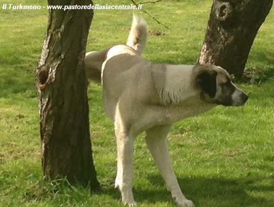 Turkmen Inca Zagor E Kiva Marcano Il Territorio Inglese Cani Da Guardia Pastore Dell Asia Centrale Cane Da Guardia