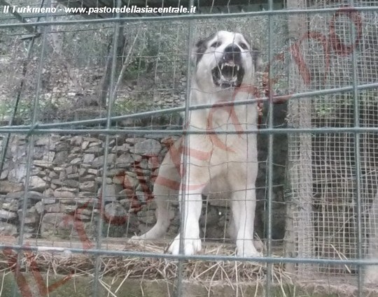 Il cane da guardia robot creato da tre studenti nigeriani contro i furti in  appartamento - greenMe